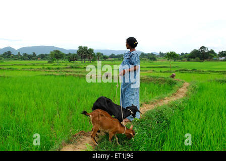 Ho Stämme Frau mit Ziegen im Reisfeld; Chakradharpur; Jharkhand; Indien Stockfoto