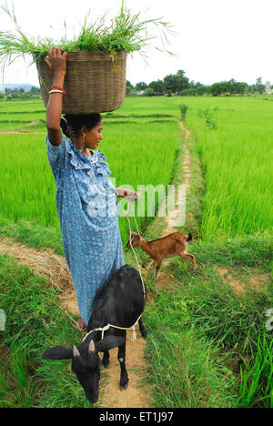 Ho Stämme Frau mit Ziegen im Reisfeld; Chakradharpur; Jharkhand; Indien nicht Herr Stockfoto