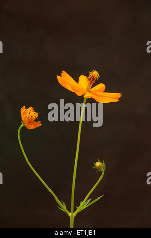 Cosmo Blumen Cosmos sulfureus vor schwarzem Hintergrund Stockfoto