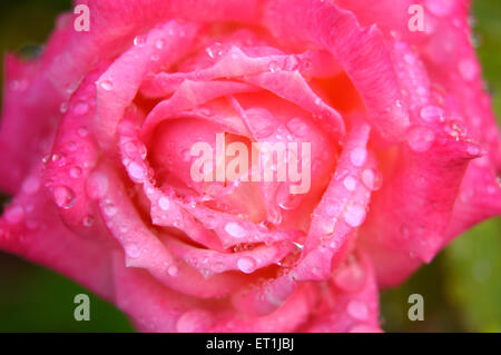 Eine rosa Rosenblüte mit Tau-Tropfen aus der Nähe Stockfoto