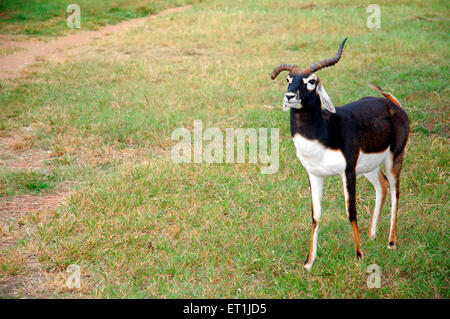 Schwarzen Bock Antilope Cervicapra mit beschädigten Horn stehen in Satpura Tiger reserve; Madhai Piparia Stockfoto