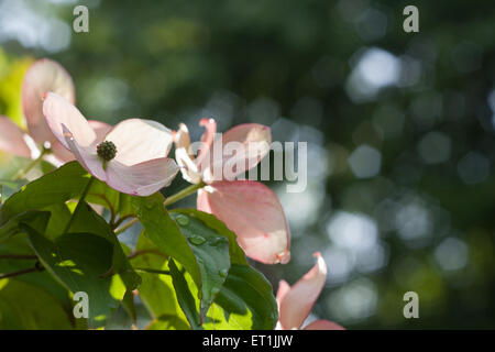 Rosa Hartriegel Blumen, Cornus Florida, Nahaufnahme Stockfoto