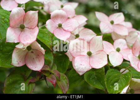 Rosa Hartriegel Blumen, Cornus Florida, Nahaufnahme Stockfoto