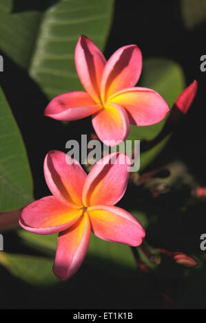 Plumeria, Frangipani, Pagodenbaumblume, Tempelbaumblume, indischer Jasmin, Stockfoto