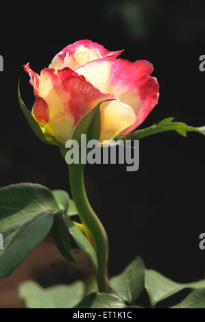 Rosenblüte gelb rot Stockfoto