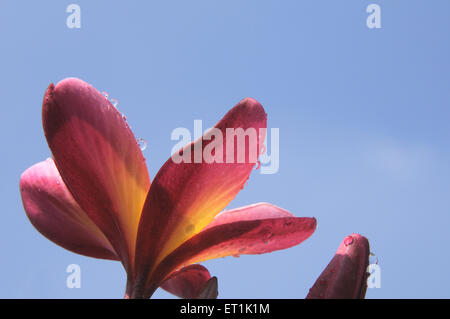Plumeria, Frangipani, Pagodenbaumblume, Tempelbaumblume, indischer Jasmin, Stockfoto