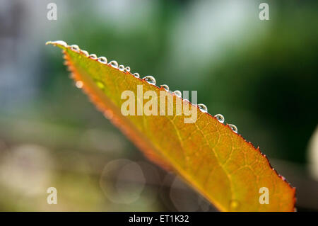 Wassertropfen auf den Rand des rose Pflanze Blatt; Pune; Maharashtra; Indien 2 9 2010 Stockfoto