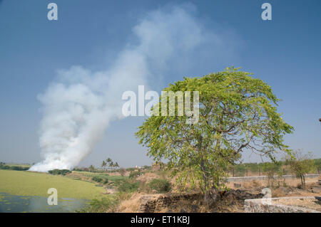 Wasserrauchbaum Pune Maharashtra Indien Asien Stockfoto