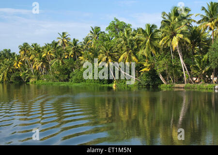 Landschaft der Backwaters mit Kokosnuss-Palmen am Rande des Wassers Kochi, Kerala Indien Stockfoto