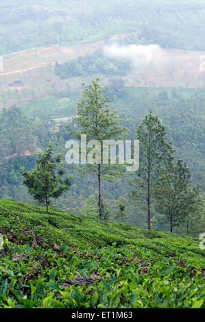 Landschaft mit Teeplantagen und Bäume Munnar Kerala Indien Asien Stockfoto