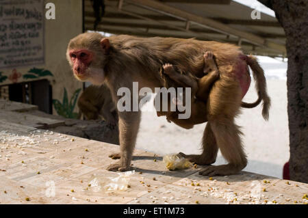 Affenbaby klammerte sich an seine Mutter unten in Mathura in Uttar Pradesh Indien Asien Stockfoto