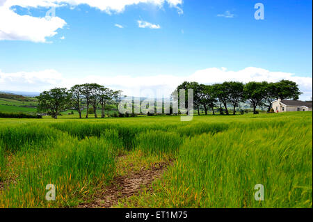 Gerste Ernte auf irische Farm in Donegal, Irland Stockfoto