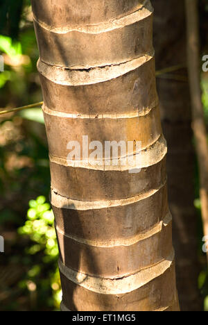 Kokosnussbaum Stamm; Anjarle Dorf; Bezirk Dapoli; Maharashtra; Indien Stockfoto