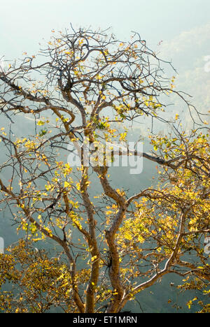 Bhimkund Point, Chikhaldara, Bergstation, Satpura Range, Deccan-Hochebene, Amravati, Maharashtra, Indien, Asien Stockfoto