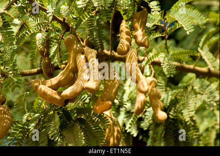 Tamarindenbaum, Tamarindus indica, Karnataka, Indien, Asien Stockfoto