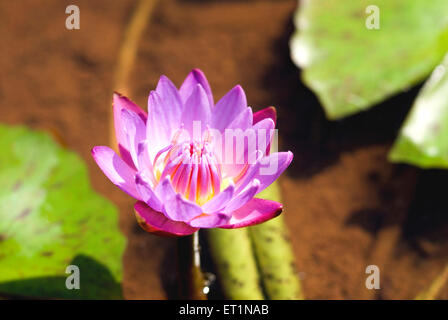 Lila Lotus kamal Stockfoto