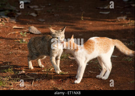 Katzen kämpfen, Felis catus, Hauskatzen Stockfoto