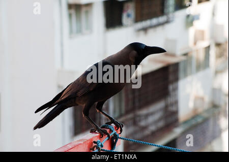 Eine schwarze Vogelkrähe, die auf einem Vorsprung sitzt Stockfoto