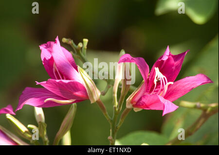 Kanchan Blume, Kanchanara, Kamelfuß, Bauhinia variegata, Orchideenbaum, Mountain Ebenholz, Stockfoto