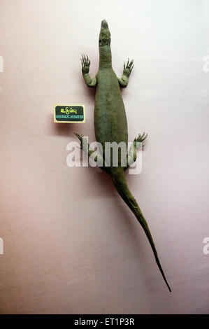 Waran Varanus Stockfoto