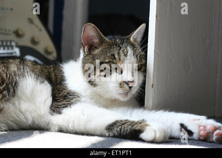Gestreifte Katze Ruhe in der Sonne mit einer Gitarre im Hintergrund Stockfoto