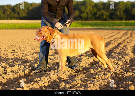 De Bordeaux Dogge Hund im englischen Sonnenlicht Stockfoto