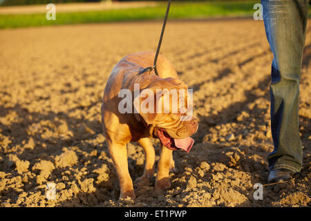 De Bordeaux Dogge Hund im englischen Sonnenlicht Stockfoto