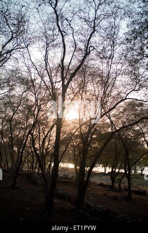 Sonnenuntergang hinter Bäumen; Orchha; Tikamgarh; Madhya Pradesh; Indien Stockfoto