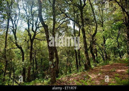 Wald, Sitlakhet, Shitlakhet, Almora, Uttarakhand, Indien, Asien, Asien, Indien Stockfoto