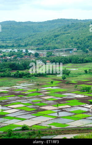 Paddy Reisfeld in Quadrate Muster im Monsun; Chiplun; Ratnagiri; Maharashtra; Indien Stockfoto