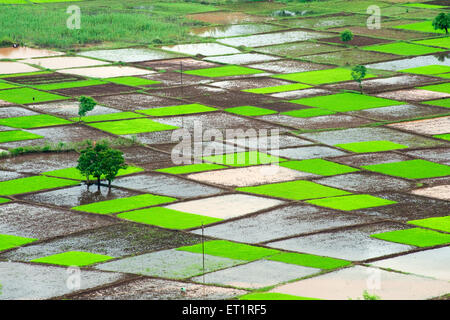 Paddy Reisfeld in Quadrate Muster im Monsun; Chiplun; Ratnagiri; Maharashtra; Indien Stockfoto