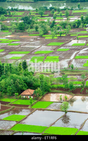 Paddy Reisfeld in Quadrate Muster im Monsun; Chiplun; Ratnagiri; Maharashtra; Indien Stockfoto