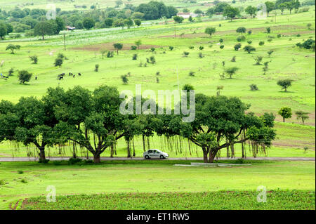 Banyan-Bäume auf Straße bei Aundh; Satara; Maharashtra; Indien Stockfoto