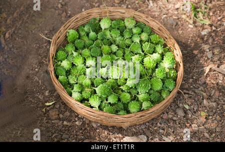 Gemüse Karela in Gujarat Indien Asien Stockfoto