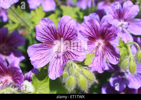 Geraniaceae Stockfoto