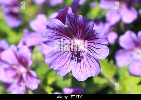 Geraniaceae Stockfoto