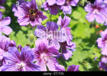 Geraniaceae Stockfoto