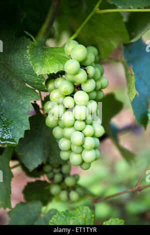 Grand Cru und premier Cru Weinberge in Côte de Beaune, Burgund, Frankreich, Europa Stockfoto