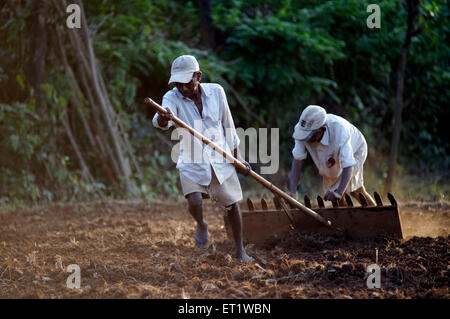 Landwirtschaftliche Arbeiter im Feld Konkan Maharashtra Indien Herr #556 Stockfoto