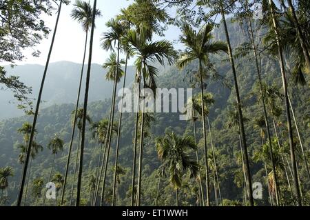 areca-Nuss-Palme, Betel-Palme, Betel-Nuss-Palme; Areca-Palme; Areca catechu; Nilgiri Mountains; Western Ghats; Kerala; Indien Stockfoto