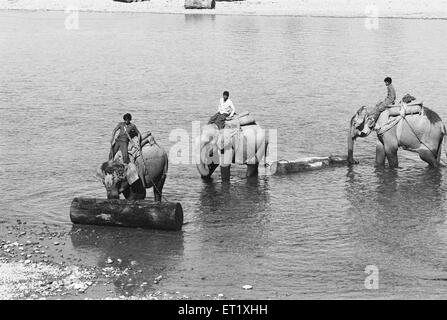 Elefanten überqueren Fluss Subansiri; Arunachal Pradesh; Indien; Asien; altes Vintage 1900s Bild Stockfoto