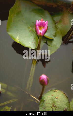 Lotus, Nelumbo nucifera, indischer Lotus, heiliger Lotus, indische Bohne, Ägyptische Bohne Stockfoto