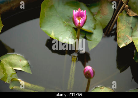 Lotus, Nelumbo nucifera, indischer Lotus, heiliger Lotus, indische Bohne, Ägyptische Bohne Stockfoto