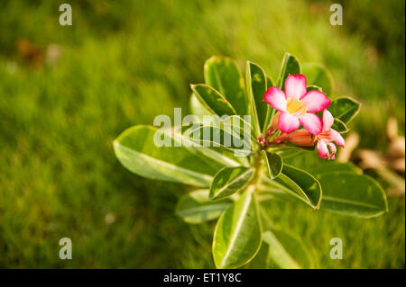 Wüstenrose; Adenium; Adenium obesum; Familie Apocynaceae; Oleander Familie; Indien Stockfoto