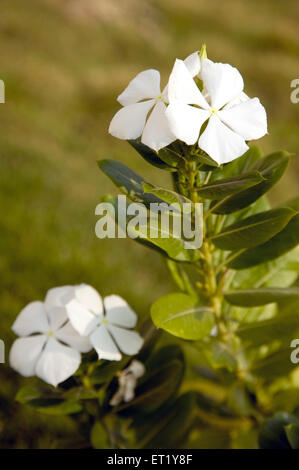 Schleichende Phlox, weiße Blume, Phlox subulata, Phlox stolonifera, Polemoniaceae, Phlox-Familie, Indien, Asien Stockfoto