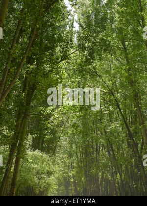 Weidenwald; Srinagar; Kaschmir; Jammu und Kaschmir; Union Territory; UT; Indien; Asien Stockfoto