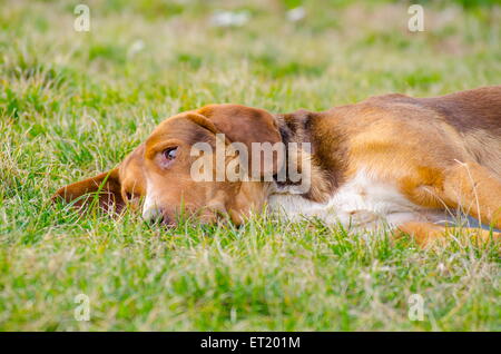 Verschlafenen Hund mit orangefarbenen rötlichen Fell in der Wiese liegend Stockfoto