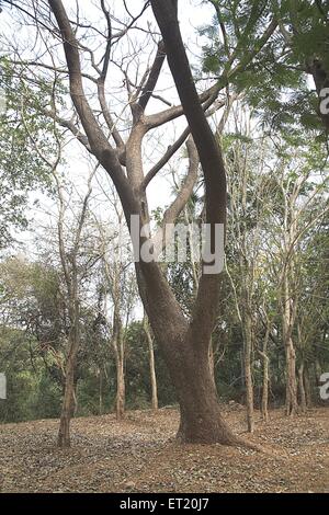 Trockener Baum; Sanjay Gandhi National Park; Borivali National Park; Borivali; Bombay; Mumbai; Maharashtra; Indien; Asien; Asiatisch; Indisch Stockfoto