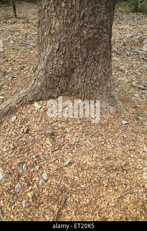 Baumstamm; Sanjay Gandhi National Park; Borivali National Park; Borivali; Bombay; Mumbai; Maharashtra; Indien; Asien; Asiatisch; Indisch Stockfoto