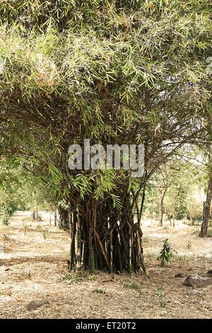 Bambusbäume; Sanjay Gandhi National Park; Borivali; Bombay; Mumbai; Maharashtra; Indien; Asien; Asiatisch; Indisch Stockfoto